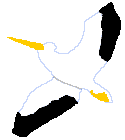 Pelican.